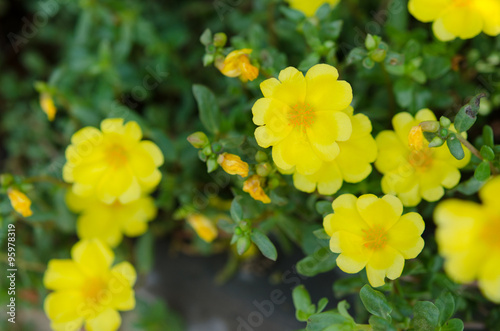 Portulaca grandiflora flowers in yellow