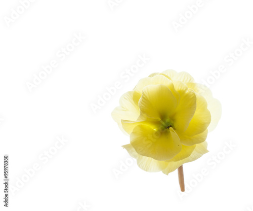 Fototapeta Naklejka Na Ścianę i Meble -  spring flower