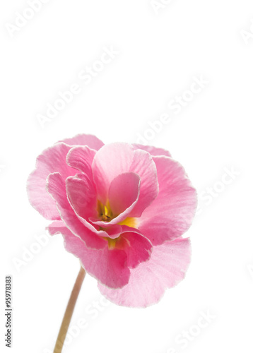 Fototapeta Naklejka Na Ścianę i Meble -  spring flower