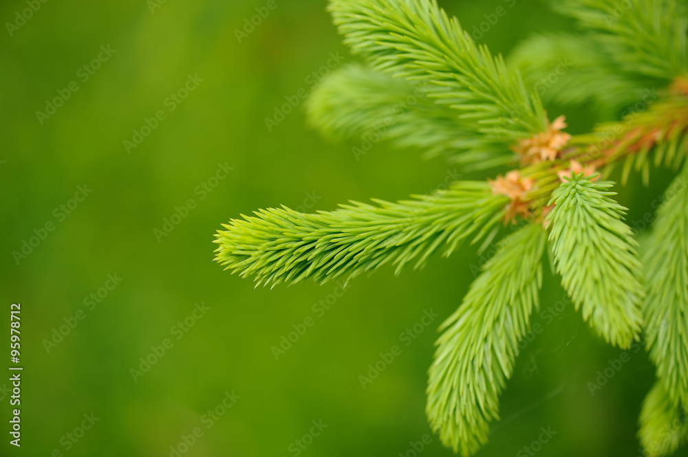 Spruce Tree Branch with New Green Needles