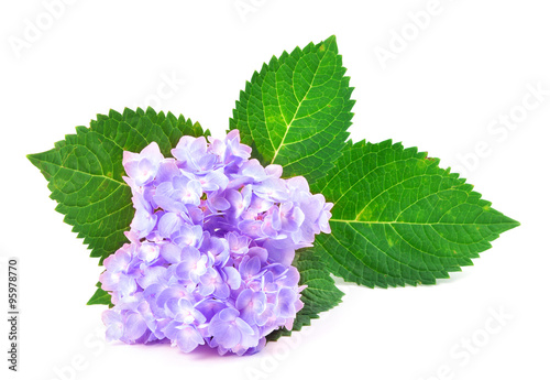 sweet purple blue hydrangea flowers on a white background