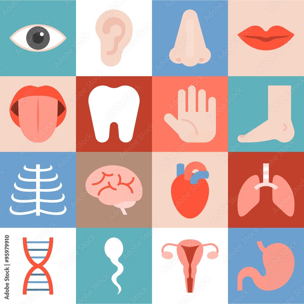 Fototapeta premium Vector organ icons set, flat design