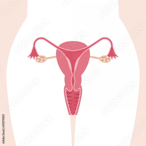 Vector female reproductive system, flat design