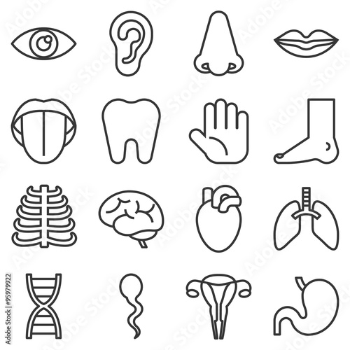 Vector organ icons set, thin line