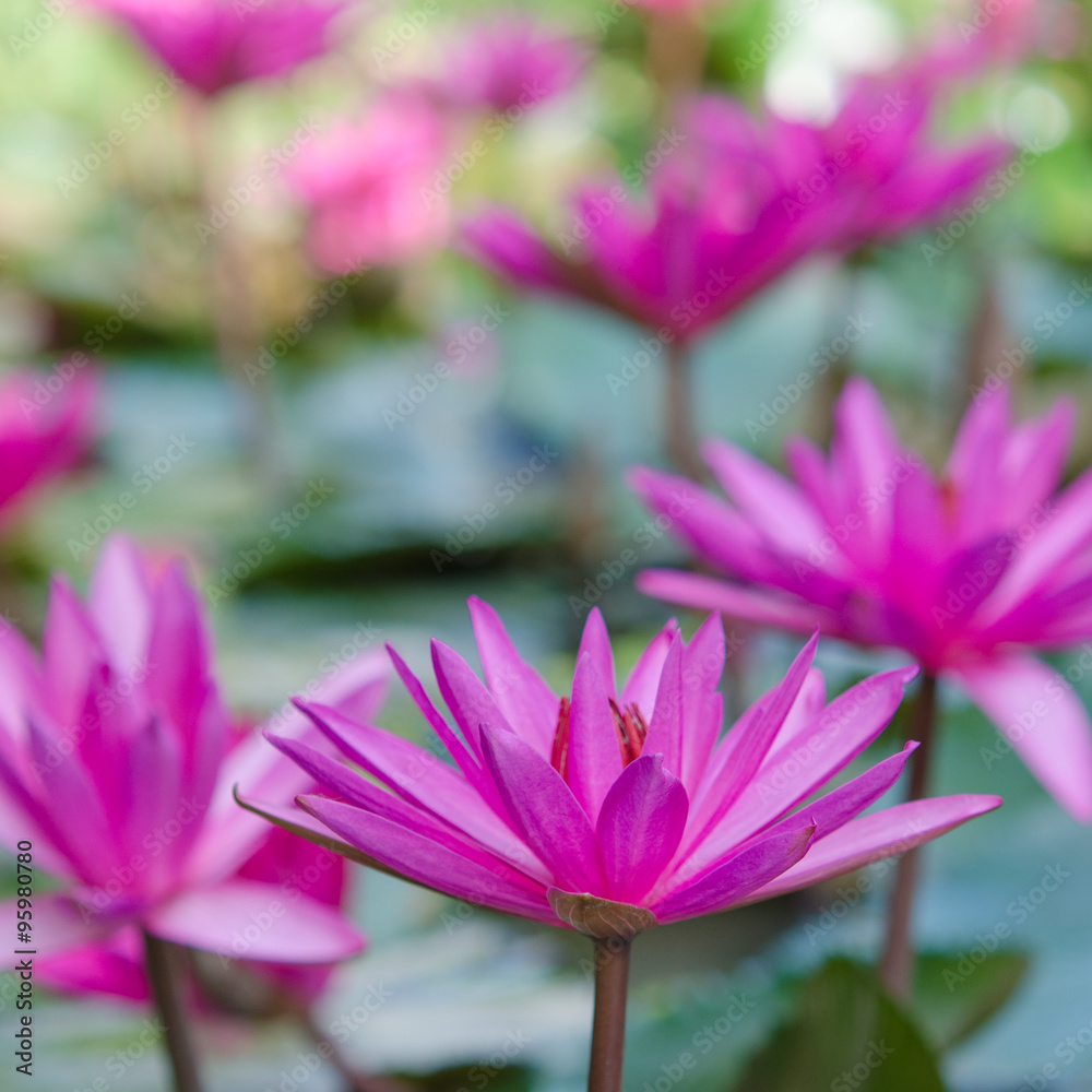 Pink lotus blossoms or water lily flowers blooming on pond