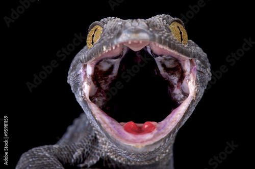 Tokeh (Gekko gecko) © mgkuijpers