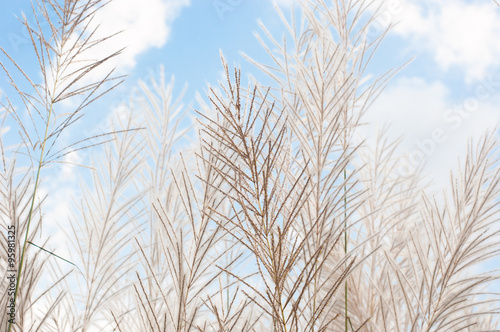 blurred grayish grass flower on blue sky