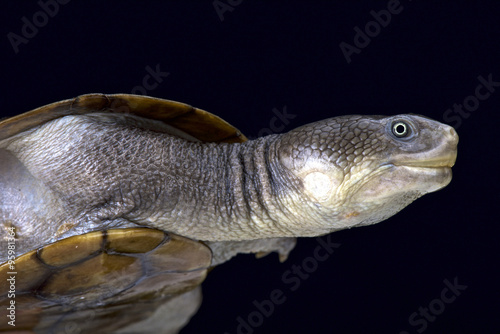 Reimann's snake-necked turtle (Chelodina reimanni)