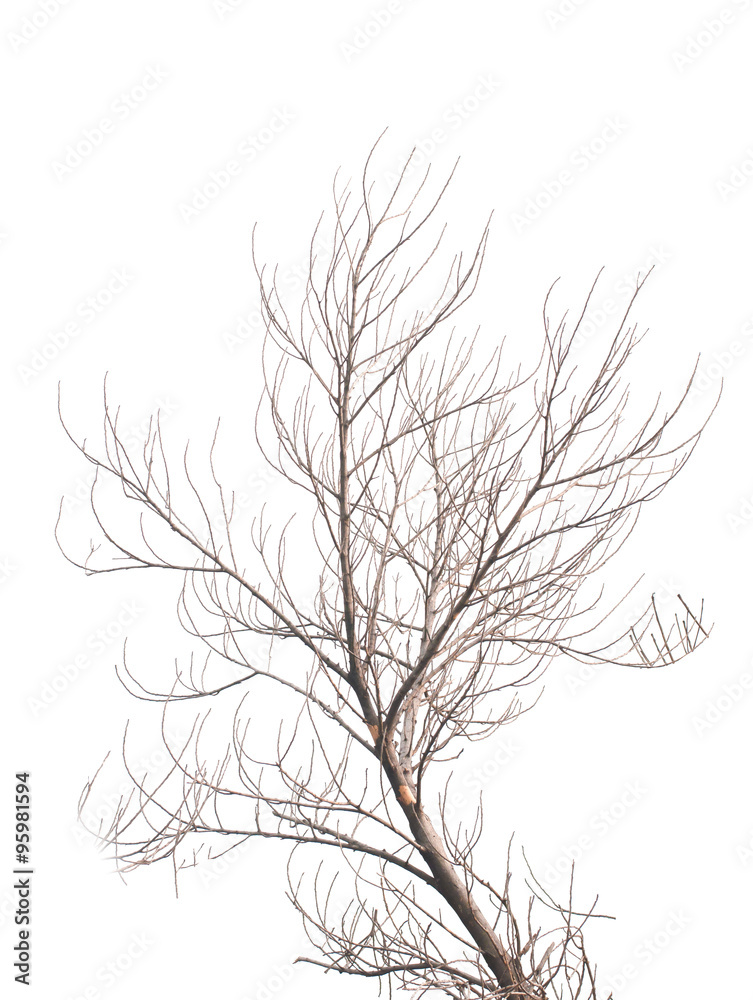 Tree is not leaves anf branch of dead tree on white background Tree is not leaves anf branch of dead tree on white background