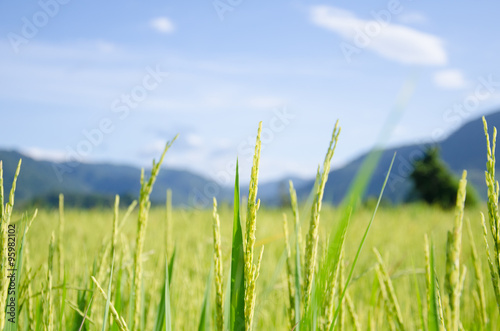 Rice field with mountain behind