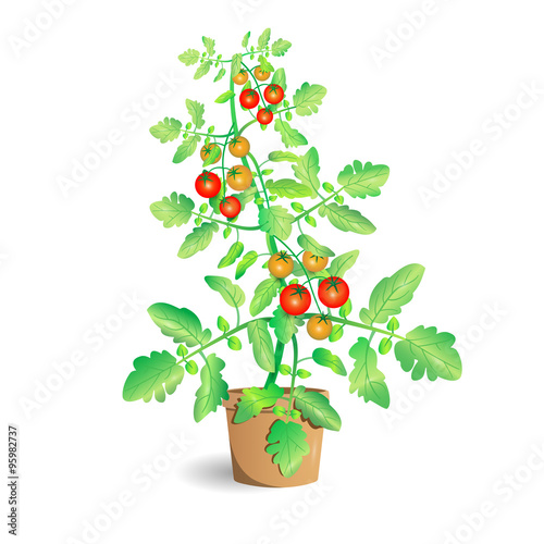 Tomato plant. Vector Illustration.