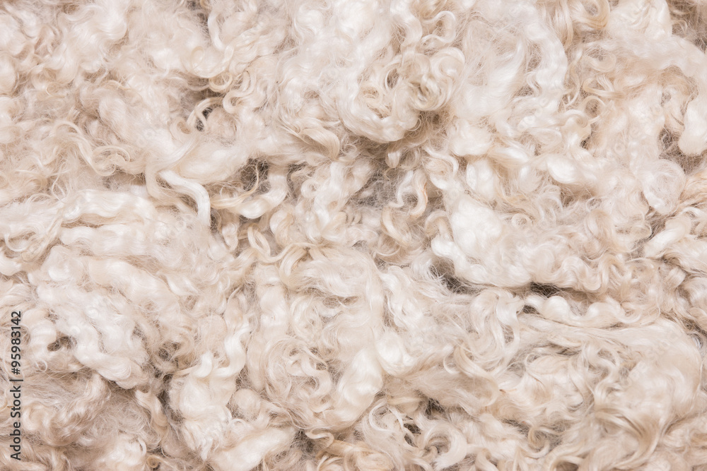 Pile of unprocessed high quality New Zealand merino wool Pile of unprocessed high quality New Zealand merino wool