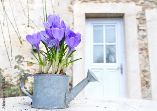 crocus sur une table en terrasse