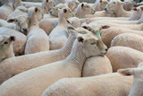 Flock of shorn sheep in a temporary paddock after shearing