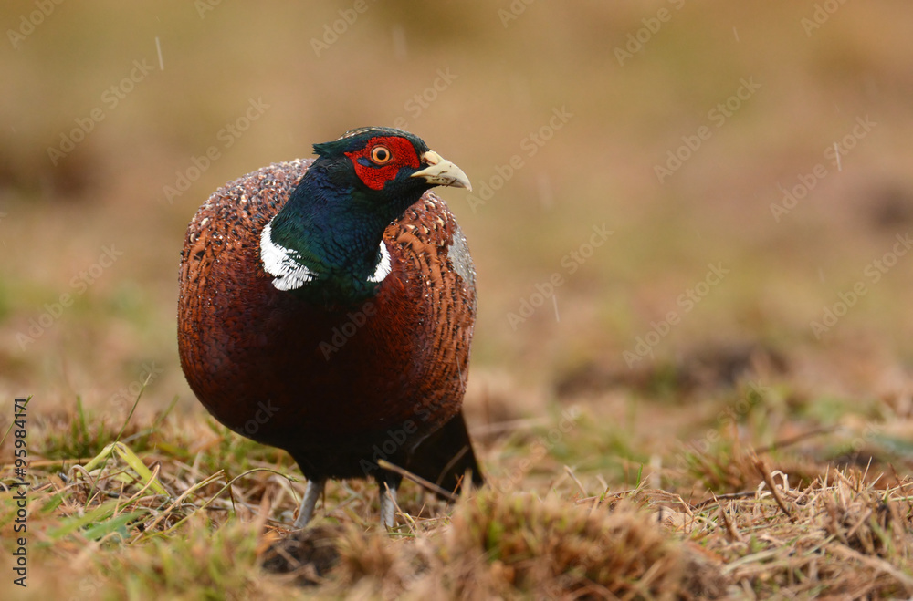 custom made wallpaper toronto digitalRingneck Pheasant (Phasianus colchicus)
