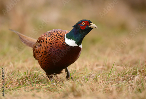 Wallpaper Mural Ringneck Pheasant (Phasianus colchicus) Torontodigital.ca