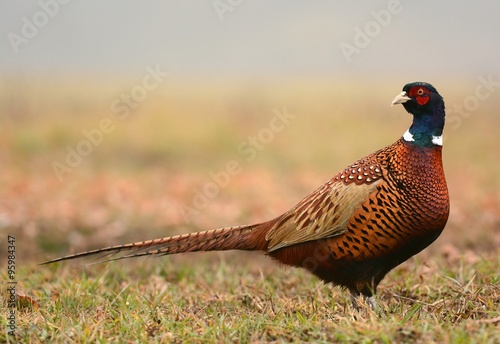Ringneck Pheasant (Phasianus colchicus) #95984347