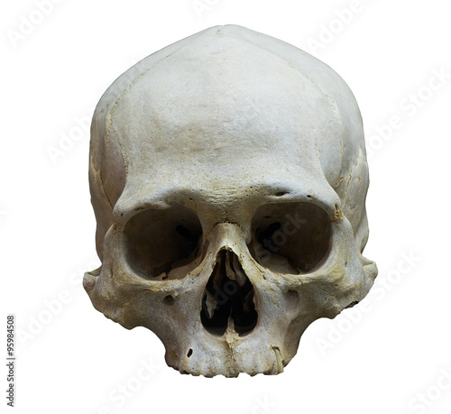 The skull of human on white background photo