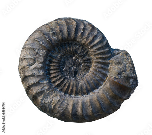 The Ammonite fossiles on a whte background