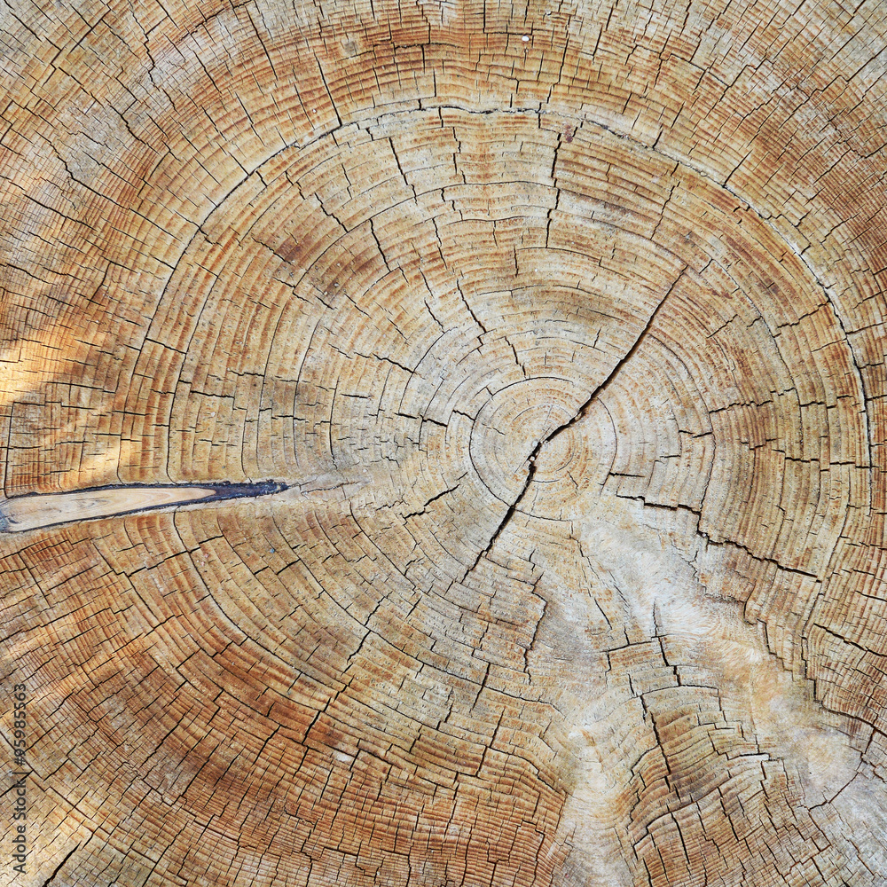 Naklejka premium trunk