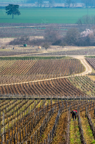 Terroirs de Bourgogne en hiver photo