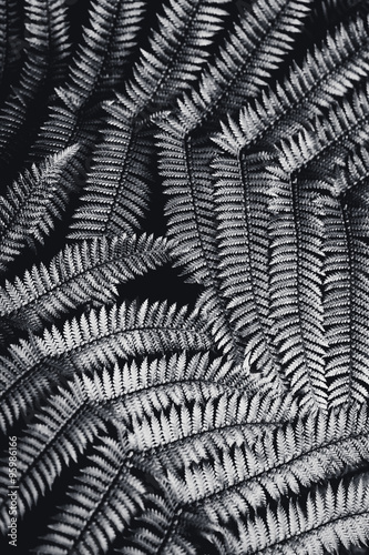 Wallpaper Mural Silver fern leaf in black and white over black background. Torontodigital.ca