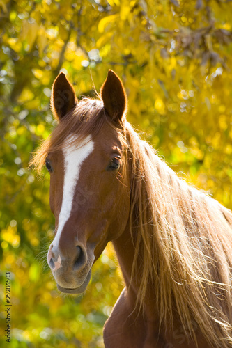 Portrait Of Horse On Yellow Leaves