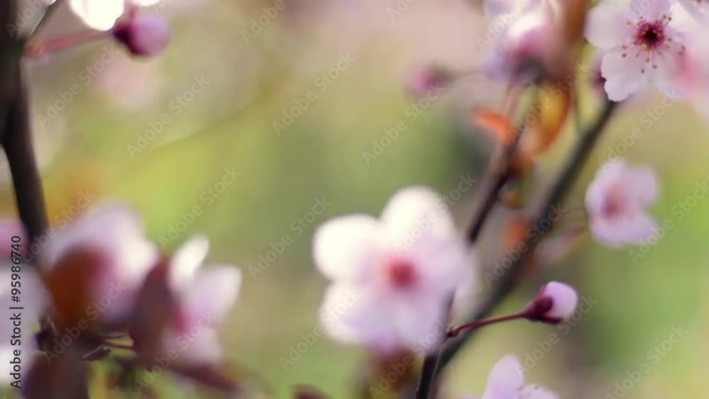 Breathtaking closeup pan view of blooming pink cherry branch in the wind. Exciting soft nature scene of Japanese Sakura in springtime. Shallow dof. Slow motion full hd footage 1920x1080.
Breathtaking closeup pan view of blooming pink cherry branch in the wind. Exciting soft nature scene of Japanese Sakura in springtime. Shallow dof. Slow motion full hd footage 1920x1080.