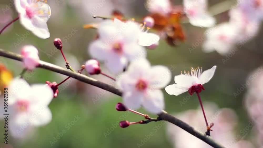 Sunny closeup pan view of blooming pink cherry tree on bright blur background. Sweet nature scene of Japanese Sakura in springtime. Shallow dof. Slow motion full hd footage 1920x1080.
Sunny closeup pan view of blooming pink cherry tree on bright blur background. Sweet nature scene of Japanese Sakura in springtime. Shallow dof. Slow motion full hd footage 1920x1080.