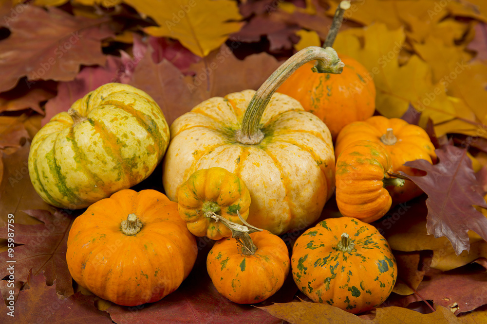still life of pumpkins with leaves still life of pumpkins with leaves