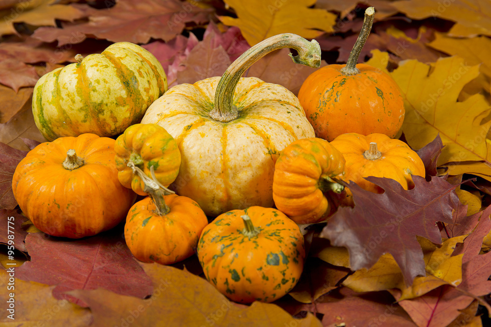 still life of pumpkins with leaves