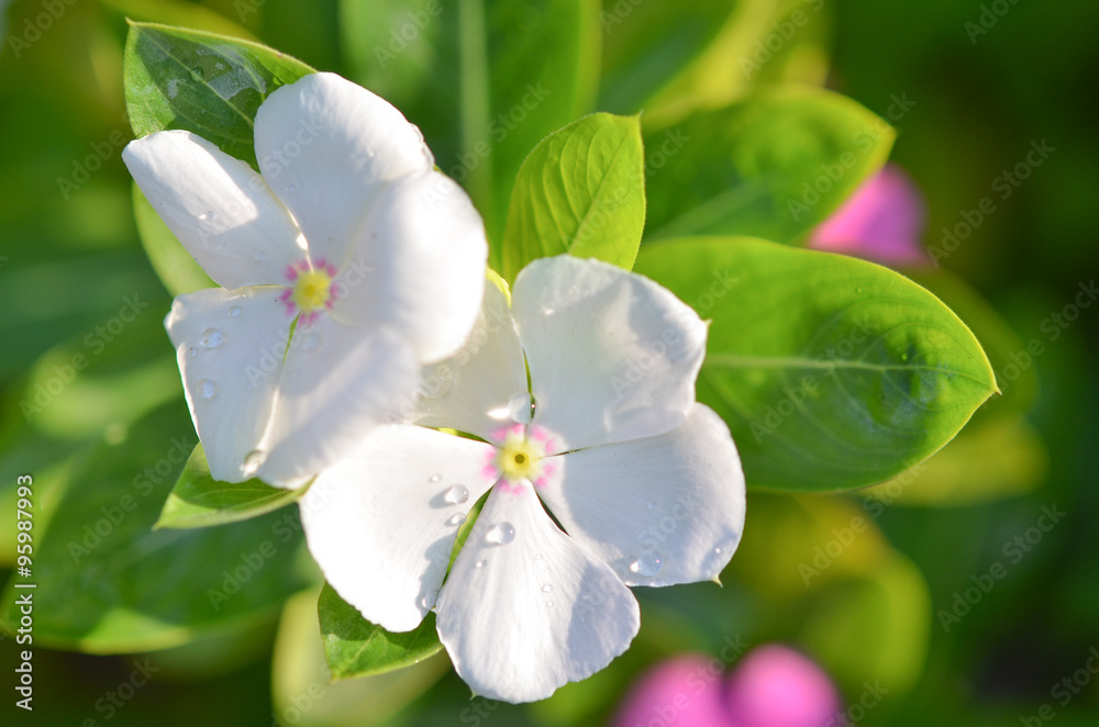 Cape Periwinkle flowers background Cape Periwinkle flowers background