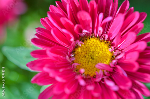Close up image. Beautiful pink daisy