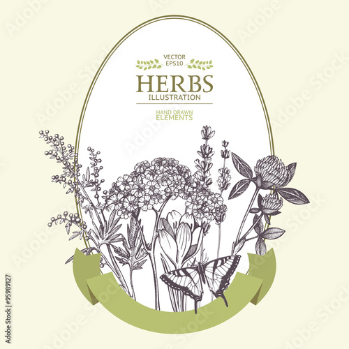 Vector design with hand drawn herbs. Decorative background with vintage medicinal herbs sketch