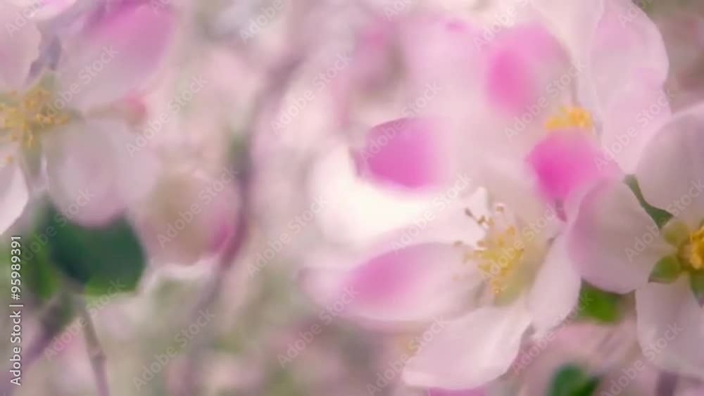 Panoramic scene of pink and white apple blossoms close up with transparent effect on soft blur background. Shallow dof. Slow motion full HD footage 1920x1080
Panoramic scene of pink and white apple blossoms close up with transparent effect on soft blur background. Shallow dof. Slow motion full HD footage 1920x1080