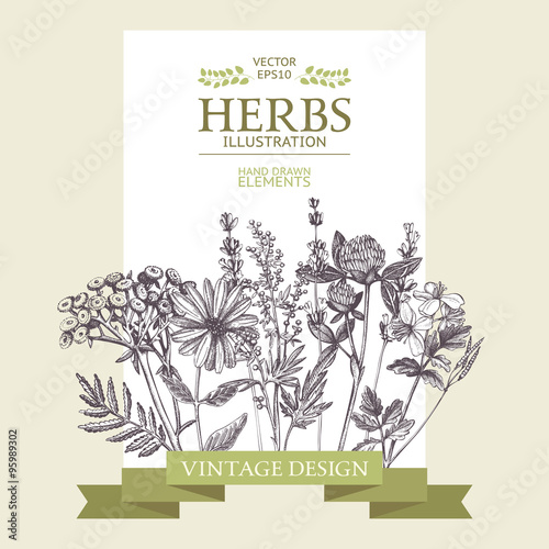 Vector design with hand drawn herbs. Decorative background with vintage medicinal herbs sketch