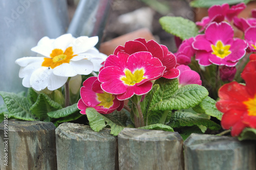 primevères en bordure dans jardin