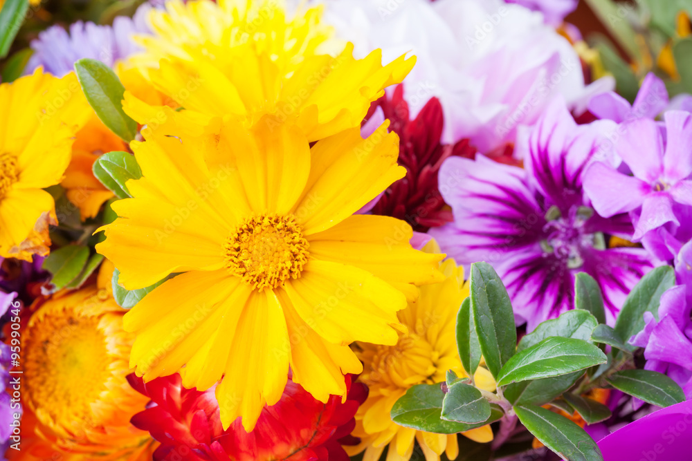Different decorative flowers, close up photo Different decorative flowers, close up photo