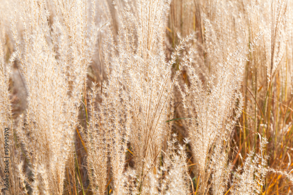 Obraz premium Background photo, dry fluffy reed flowers