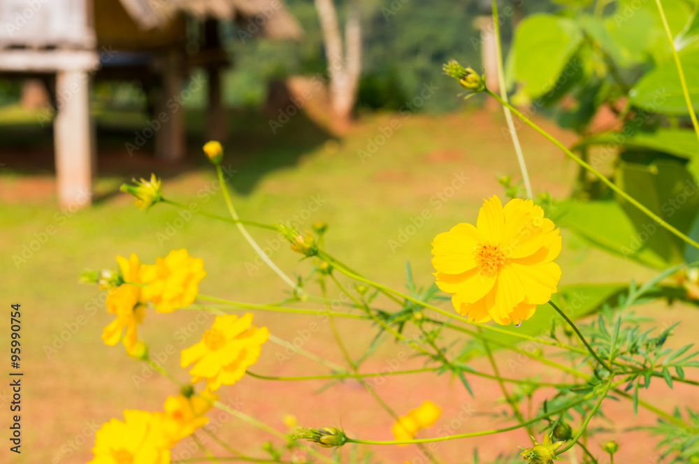 Obraz premium Yellow cosmos flower 