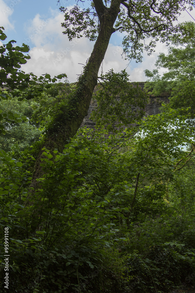 Fototapeta premium Wald