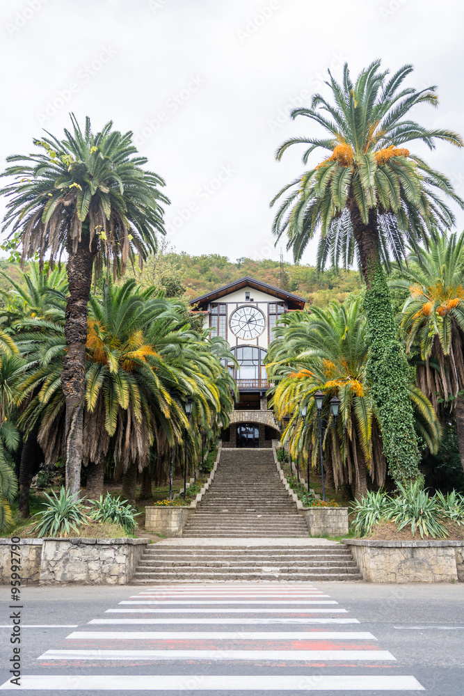 Fototapeta premium Autumn palms in Gagra, Abkhazia.