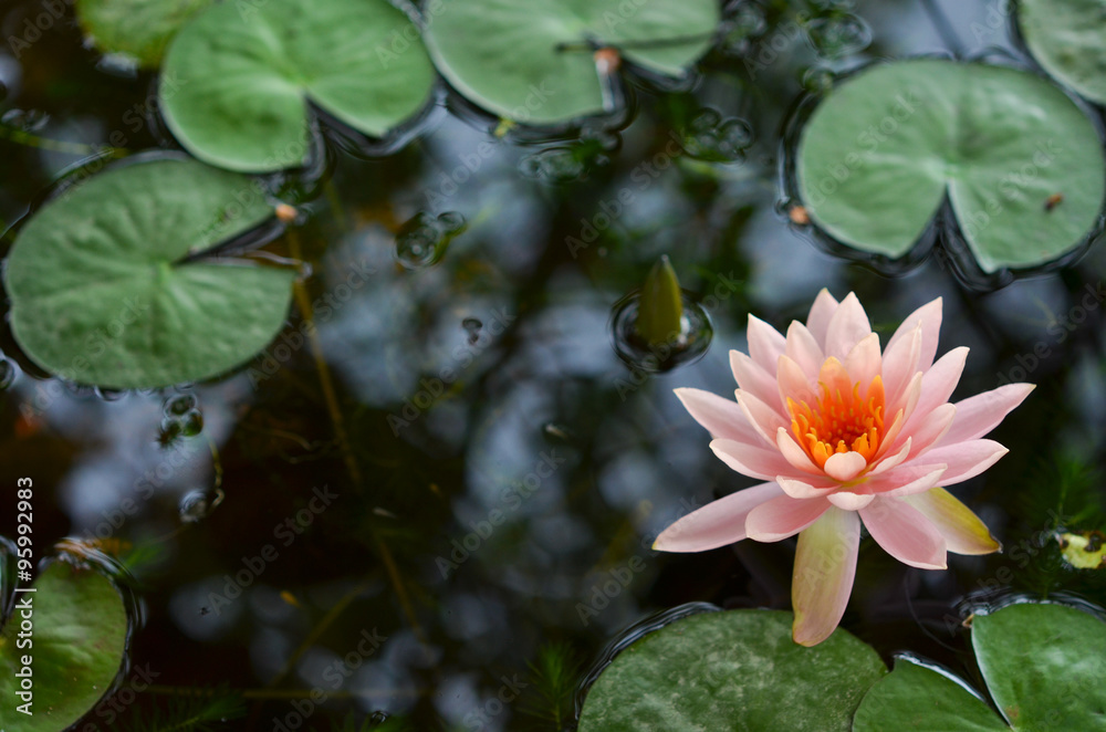 Pink lotus blossoms or water lily flowers blooming on pond Pink lotus blossoms or water lily flowers blooming on pond