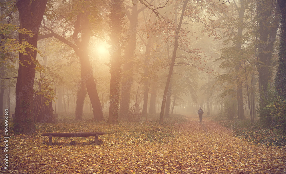 Fototapeta premium Man walking in the autumn forest
