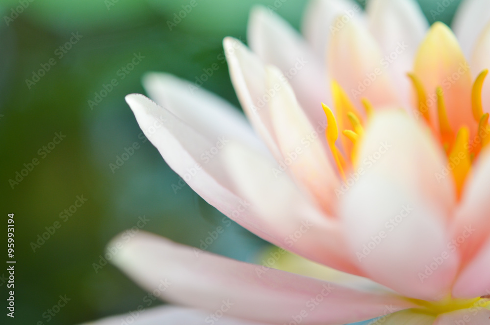 Fototapeta premium Pink lotus blossoms or water lily flowers blooming on pond