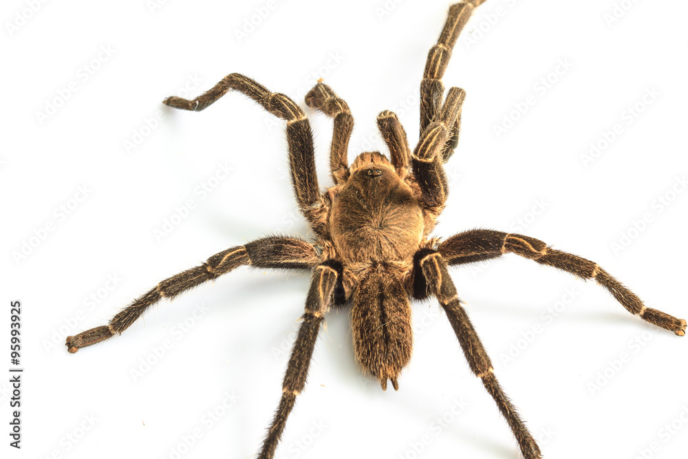 Tarantula Isolated on white Background Tarantula Isolated on white Background