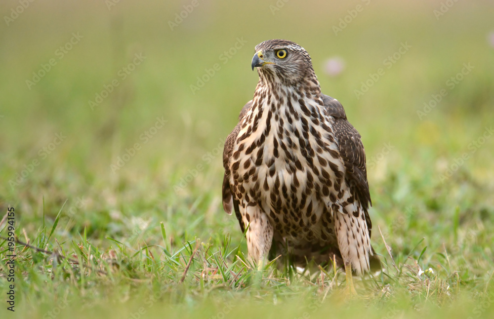 Young Sparrow hawk (Accipiter gentilis) Young Sparrow hawk (Accipiter gentilis)