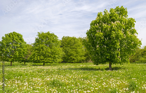Tree in a sunny field in spring