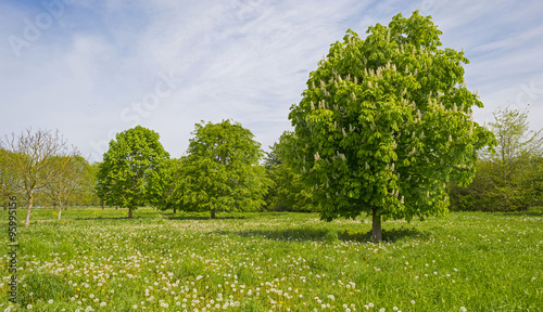 Tree in a sunny field in spring