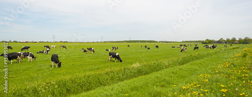 Herd of grazing cows in a meadow in spring